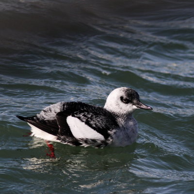 Black Guillemot