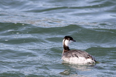 Horned Grebe