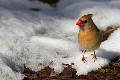 Northern Cardinal ♀