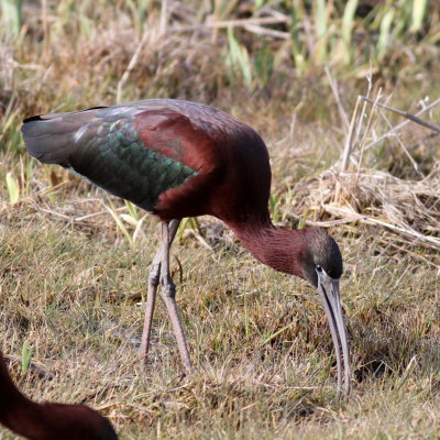 Glossy Ibis