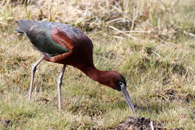 Glossy Ibis