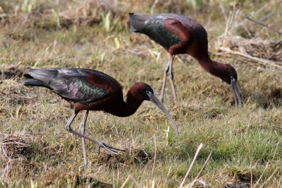 Glossy Ibis