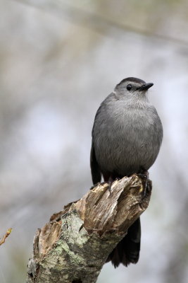 Gray Catbird