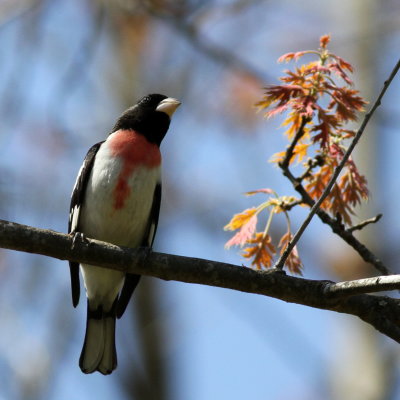 Rose-breasted Grosbeak ♂