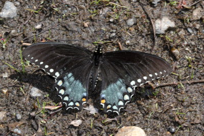 Spicebush Swallowtail  ♂