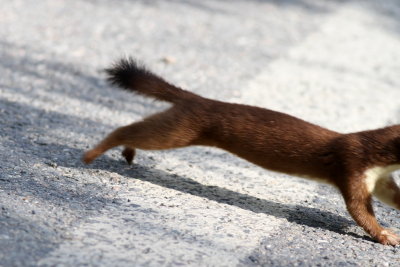 Short-tailed Weasel