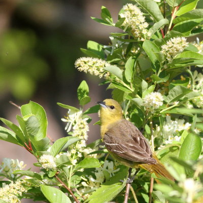 Orchard Oriole ♀