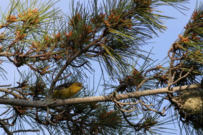 Orchard Oriole ♀