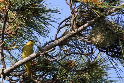 Orchard Oriole ♀