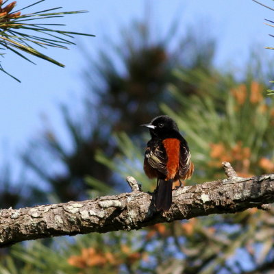 Orchard Oriole ♂