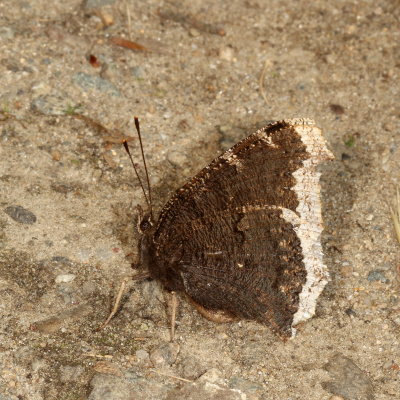 Mourning Cloak