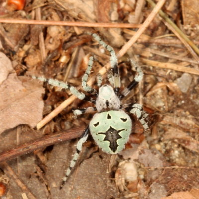 Eustala anastera