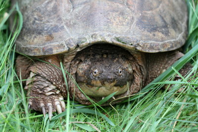 Snapping Turtle