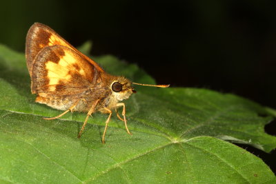 Hobomok Skipper