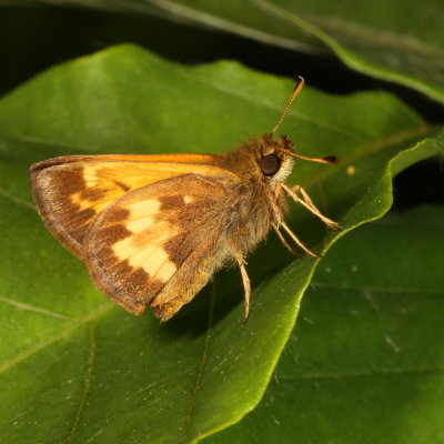 Hobomok Skipper