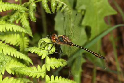 American Emerald