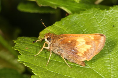 Hobomok Skipper