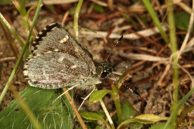 Pepper-and-Salt Skipper
