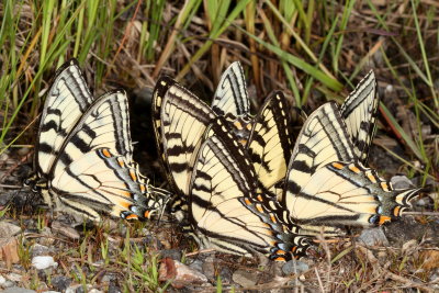 Canadian Tiger Swallowtails