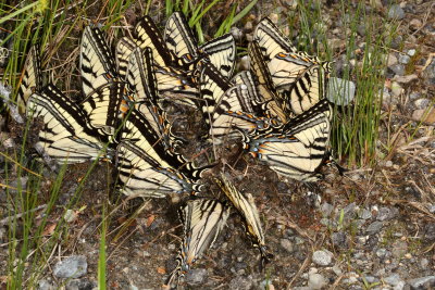 Canadian Tiger Swallowtails