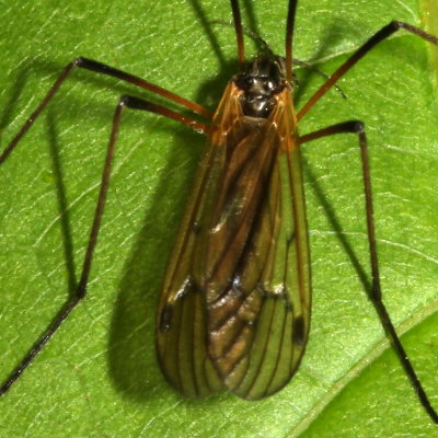 Genus Limnophila