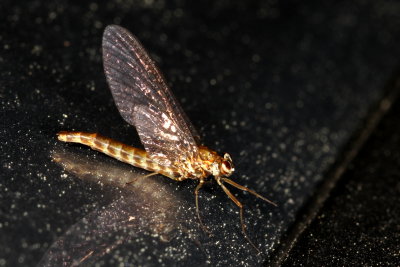 Siphlonuridae : Primitive Minnow Mayflies