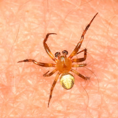 Sixspotted Orbweaver