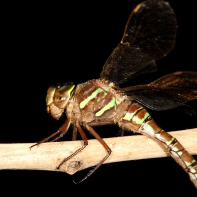 Shadow Darner