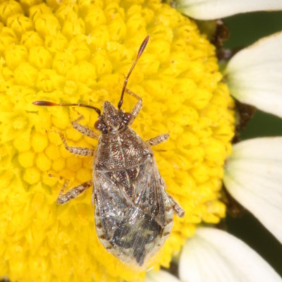 Arhyssus nigristernum