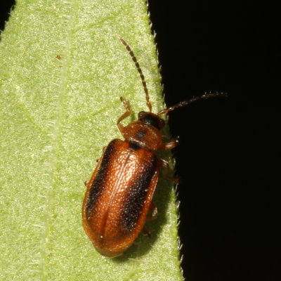 Neogalerucella calmariensis * Black-margined Loosestrife Beetle 