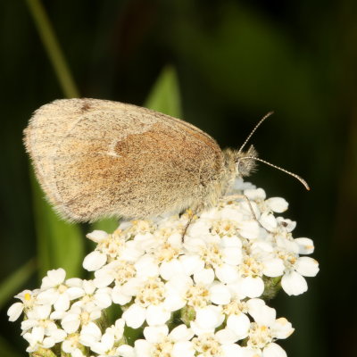 Common Ringlet