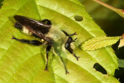 Laphria posticata