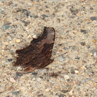 Gray Comma