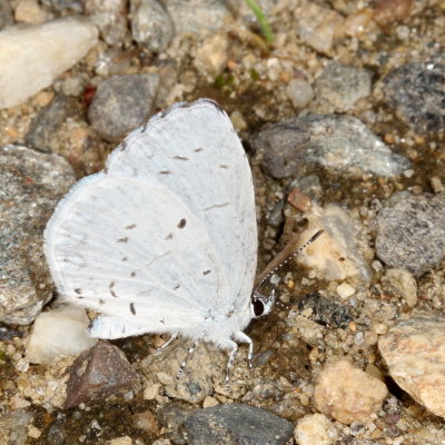 Summer Azure