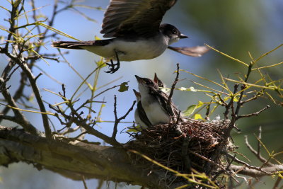 Eastern Kingbird