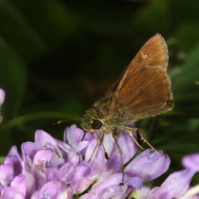 Little Glassywing