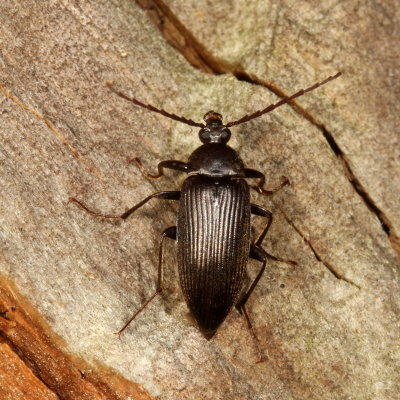 Capnochroa fuliginosa