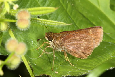 Little Glassywing
