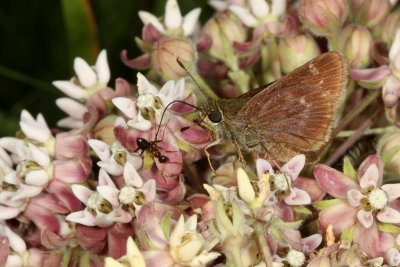 Little Glassywing