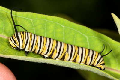 Monarch Caterpillar