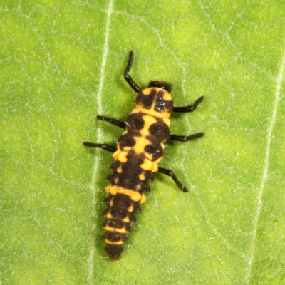 Coleomegilla maculata Larva