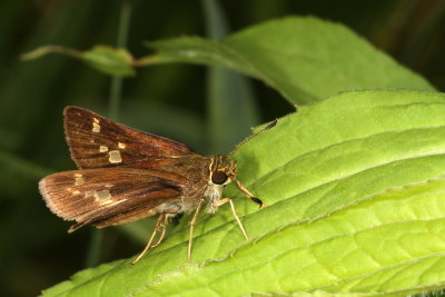 Little Glassywing ♀