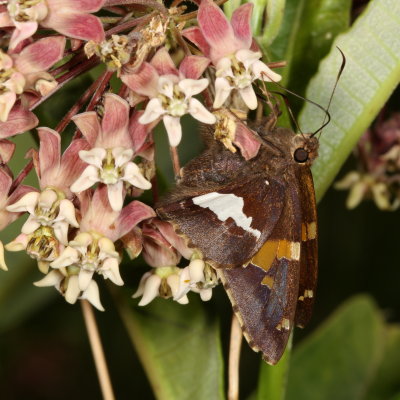 Silver-spotted Skipper
