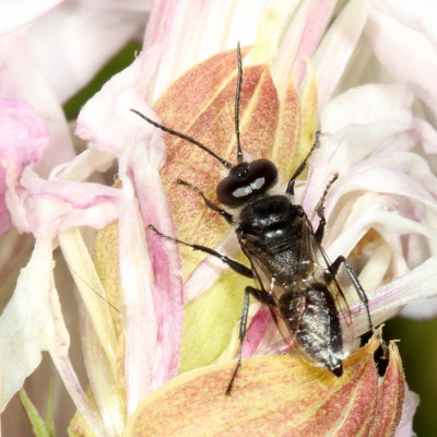 Astatinae