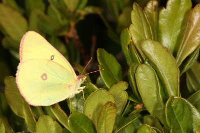 Pink-edged Sulphur