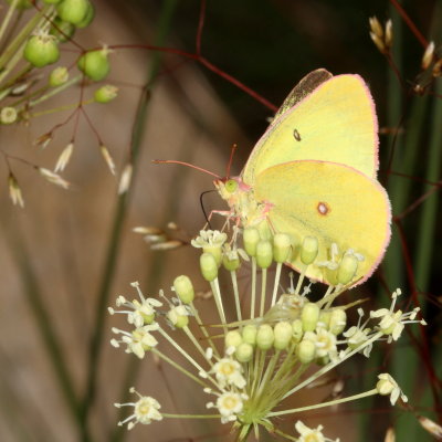 Pink-edged Sulphur