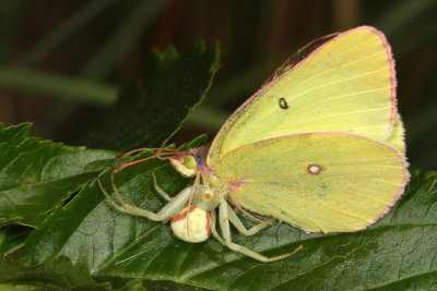 Crab Spider & Pink-edged Sulphur