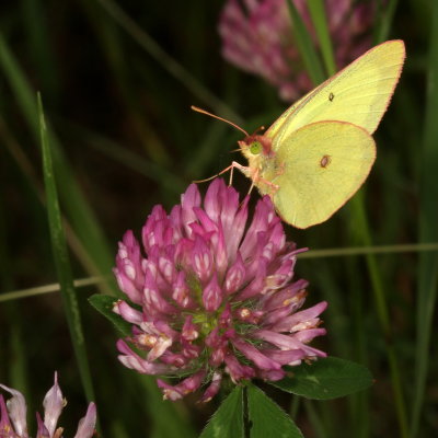 Pink-edged Sulphur