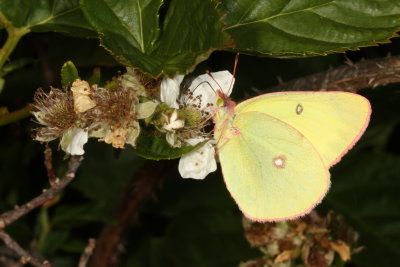 Pink-edged Sulphur