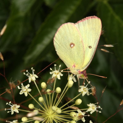 Pink-edged Sulphur
